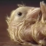 Video by Bill Viola — <a href="https://redesign.cathyweis.org/calendar/may-21-2017-screening-of-the-works-of-bill-viola" target="outside">May 21, 2017</a>