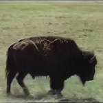 Video by Bill Viola — <a href="https://redesign.cathyweis.org/calendar/may-21-2017-screening-of-the-works-of-bill-viola" target="outside">May 21, 2017</a>